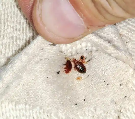 pest control Cumming